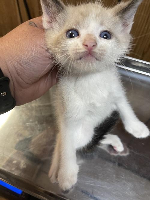 Click for full size picture - Kitten 27444 (Thunder)