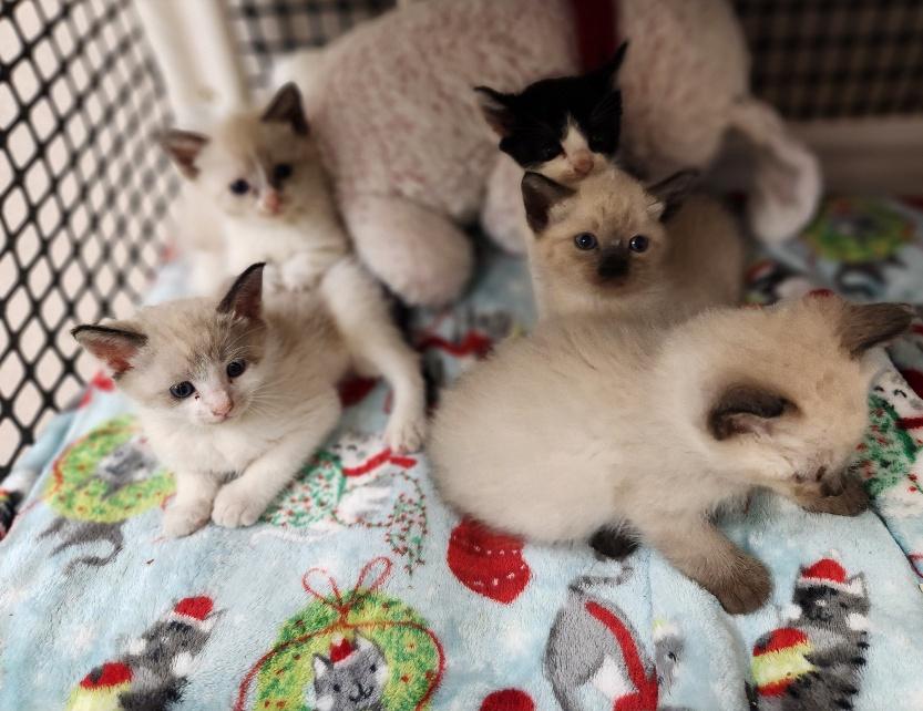 Click for full size picture - Kitten 27444 (Thunder)