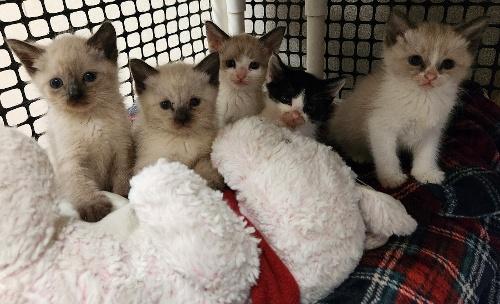 Click for full size picture - Kitten 27444 (Thunder)