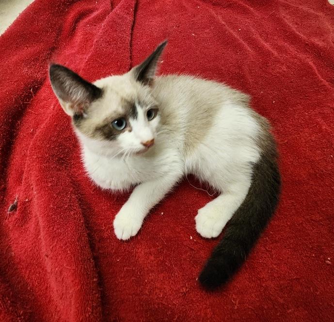 Click for full size picture - Kitten 27444 (Thunder)