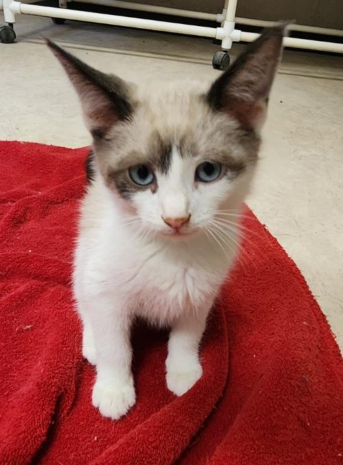 Kitten 27444 (Thunder)