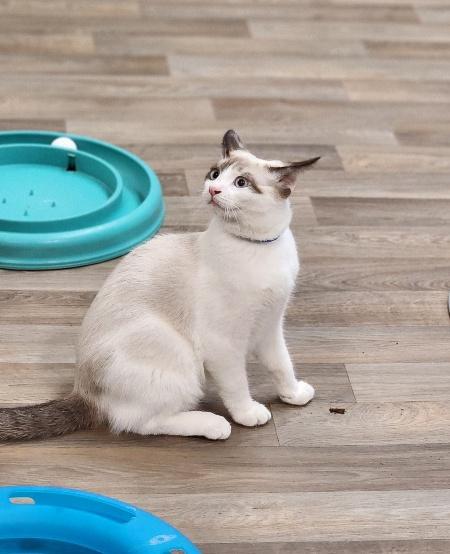 Click for full size picture - Kitten 27444 (Thunder)