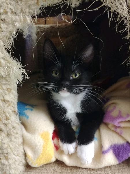 Cat 16945 (Freya) Cat 16945 (Freya)