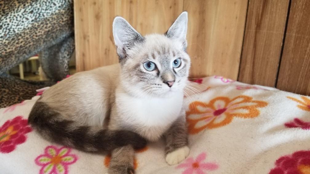 Kitten 18445 (Loki) Kitten 18445 (Loki)