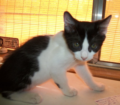 Max (Kitten 3746)