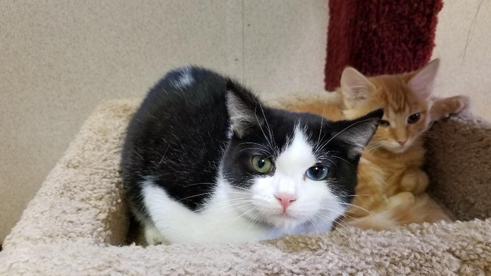 Kitten 17846 Kitten 17846