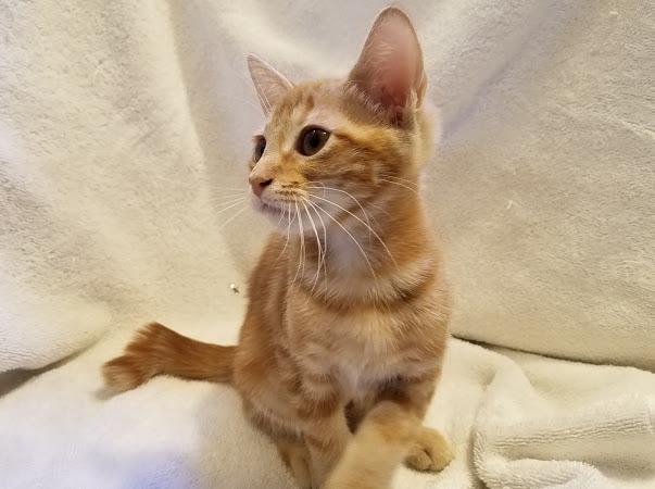 Marmalade Marmalade