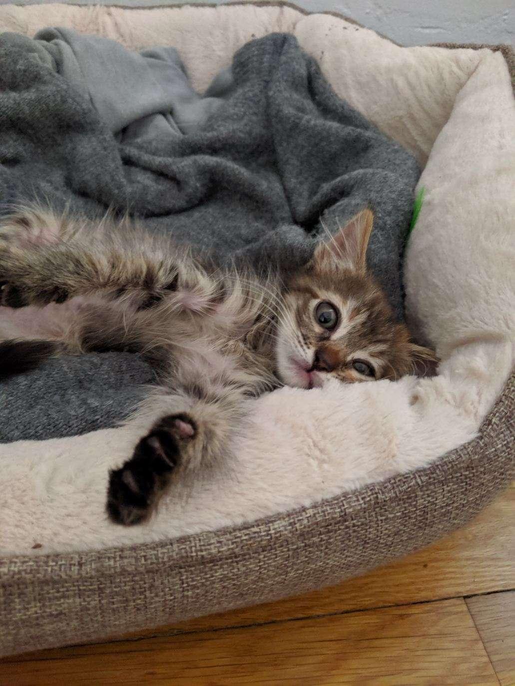 Tinker deals cat bed