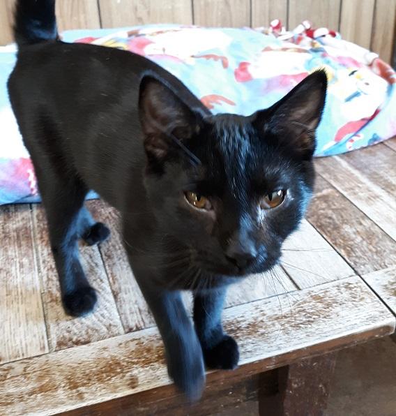 Cat 19546 (Binx) Cat 19546 (Binx)