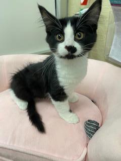 Sylvester Sylvester