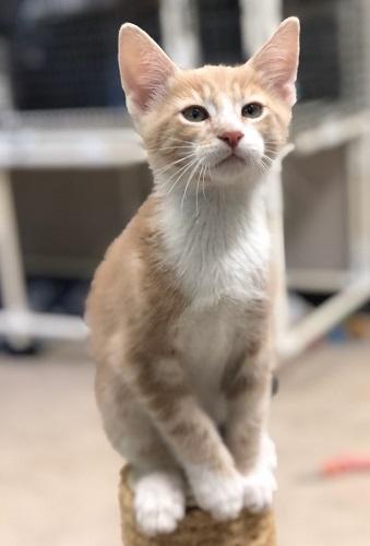 Kitten 24346 (Citrus) Kitten 24346 (Citrus)
