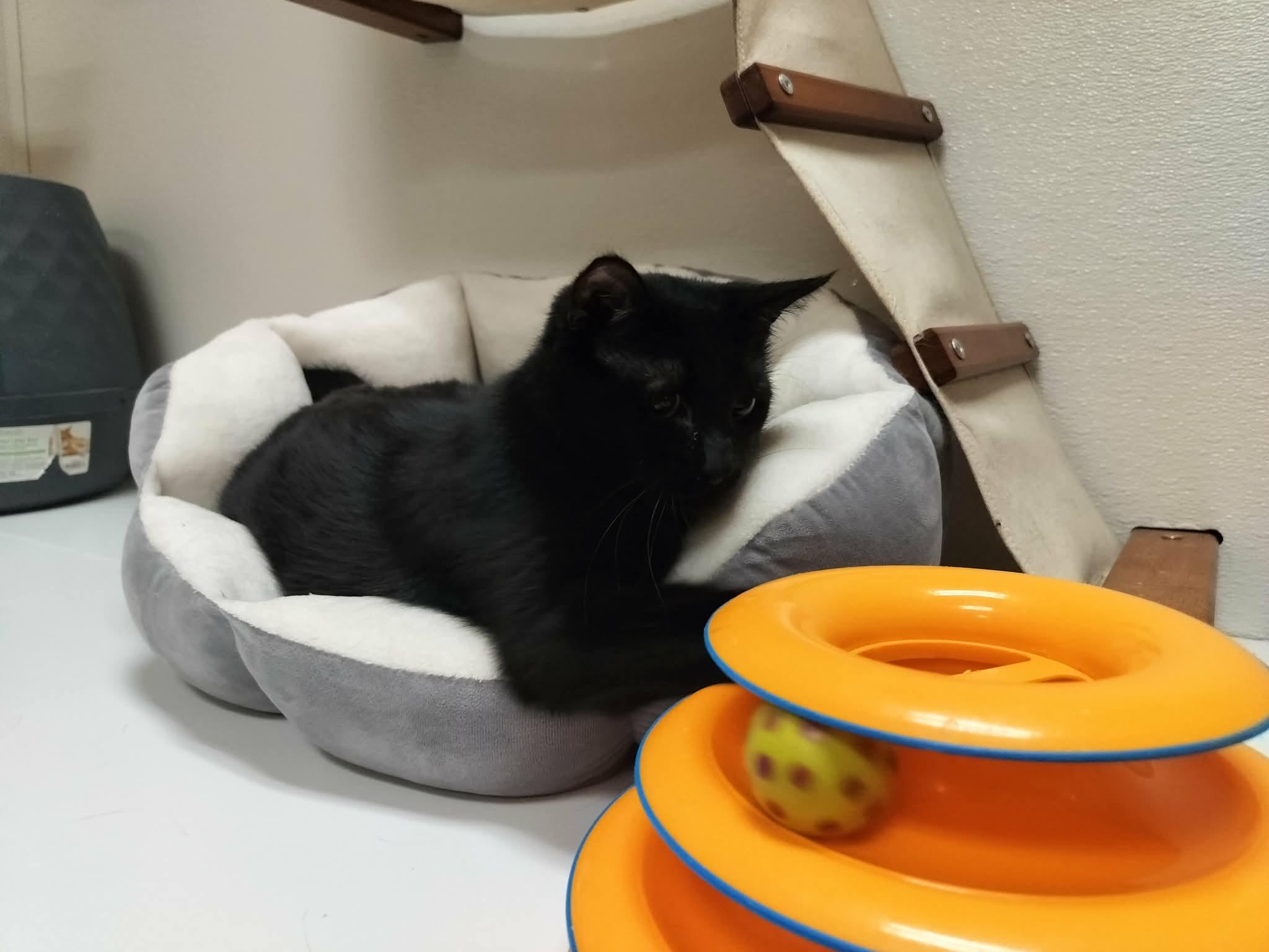 Click for full size picture - Shadow