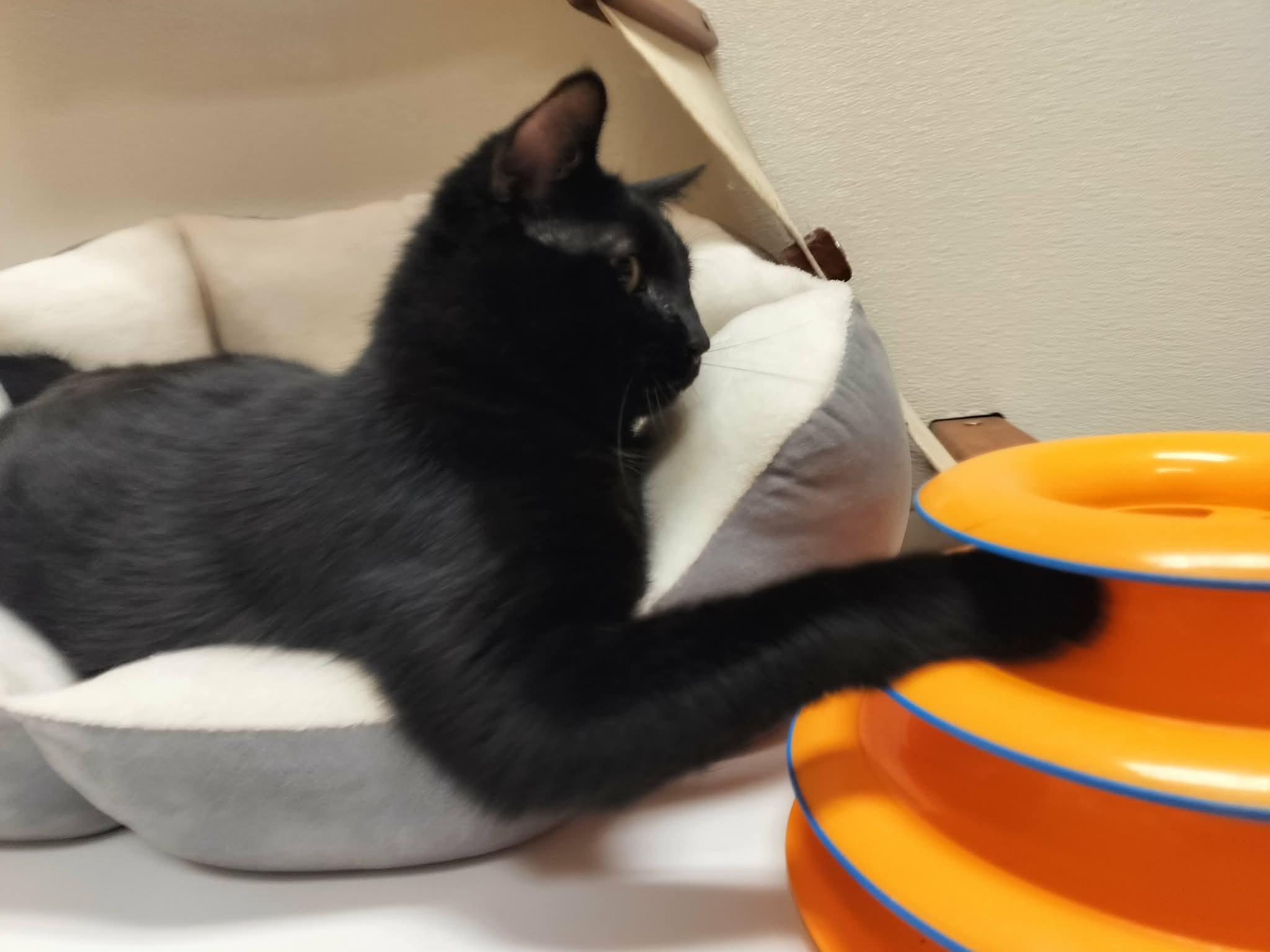 Click for full size picture - Shadow