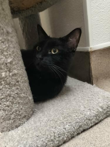 Click for full size picture - Shadow