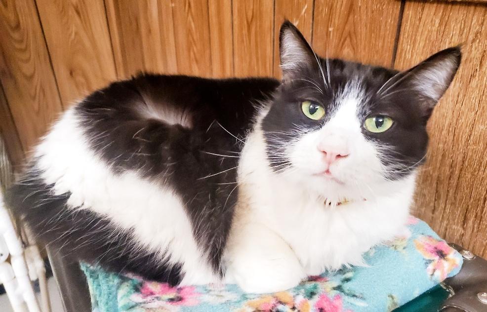 Cat 17347 (Gidget) Cat 17347 (Gidget)