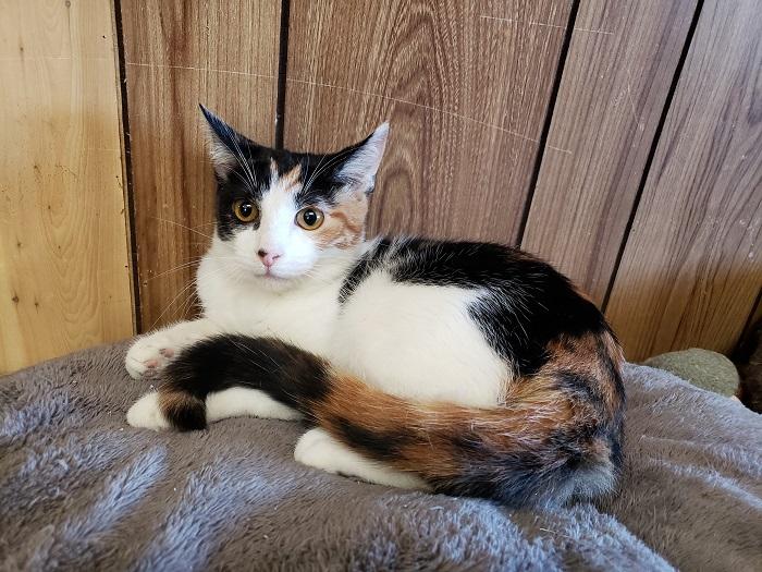 Cat 17447 (Misty) Cat 17447 (Misty)