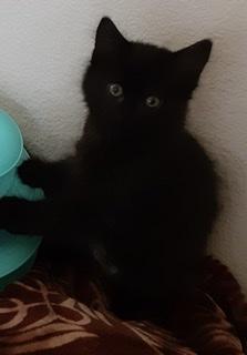 Ella Ella