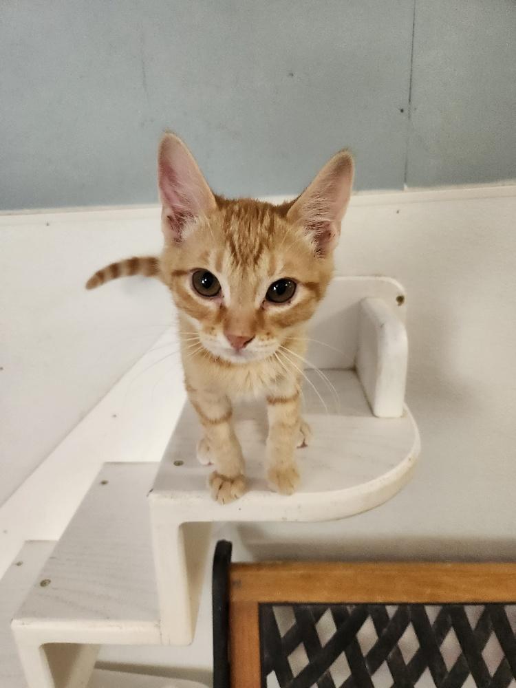 Kitten 27047 (Chessy) Kitten 27047 (Chessy)