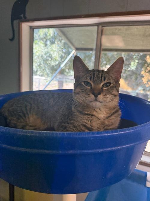 Kitten 27347 (Reagan)