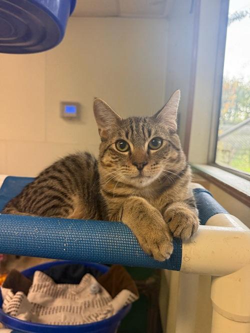 Kitten 27347 (Reagan)