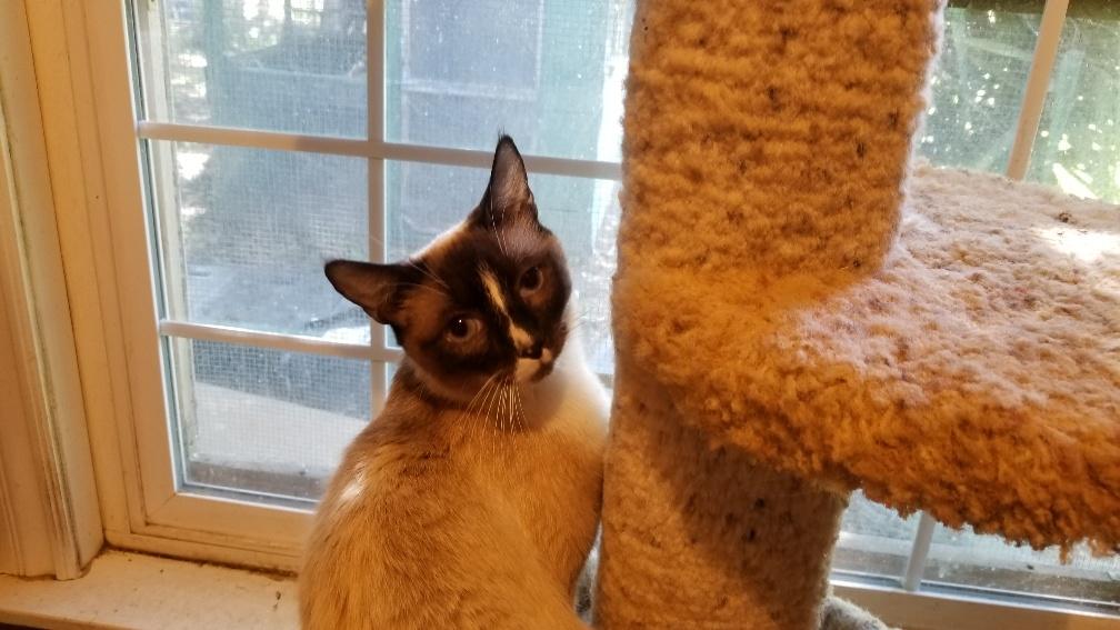 Mom Cat 17148 Mom Cat 17148
