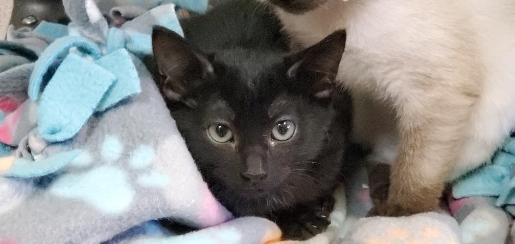 Kitten 20648 Kitten 20648