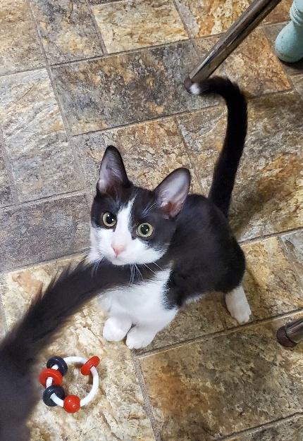 Cat 21648 (Buttercup) Cat 21648 (Buttercup)