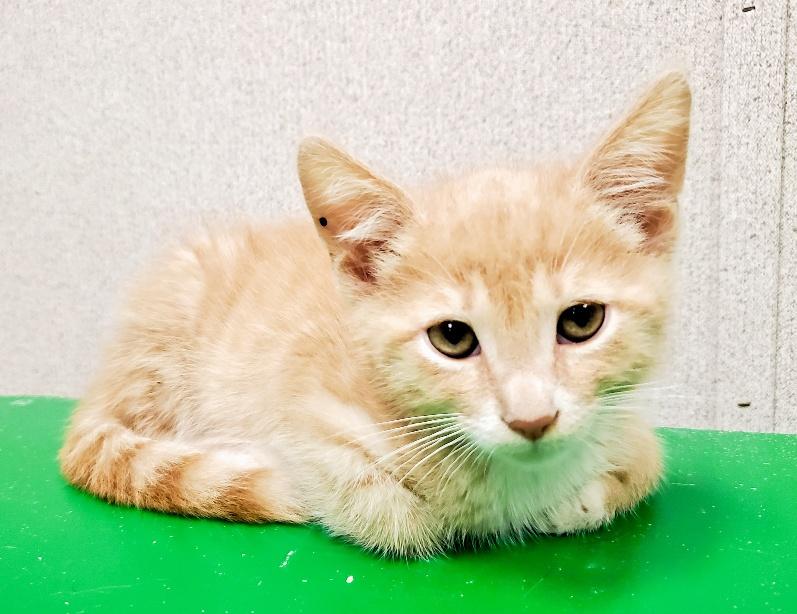 Kitten 24348 (Sunkist) Kitten 24348 (Sunkist)