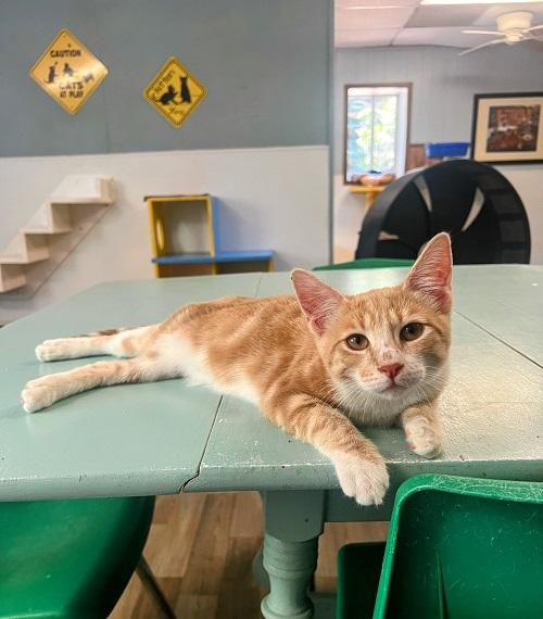 Kitten 24348 (Sunkist) Kitten 24348 (Sunkist)