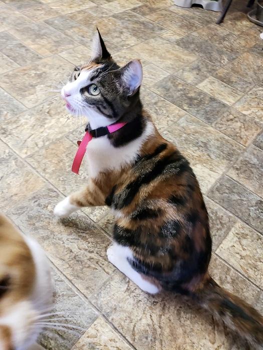 Kitten 17149 (Cupcake) Kitten 17149 (Cupcake)