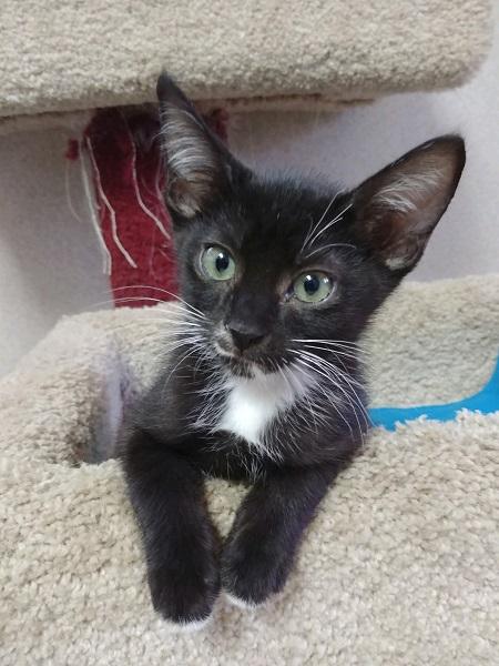 Kitten 17249 Kitten 17249