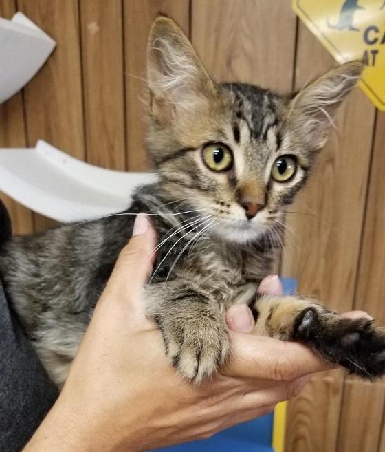 Kitten 17449 (Butler) Kitten 17449 (Butler)