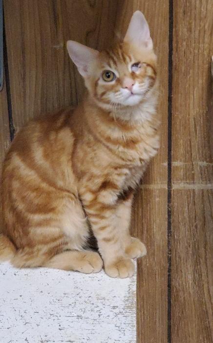 Kitten 21449 (Rain) Kitten 21449 (Rain)