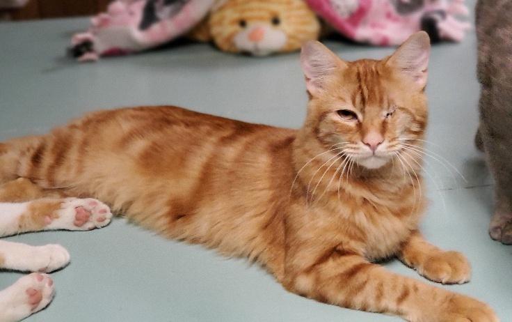 Cat 21449 (Rain) Cat 21449 (Rain)
