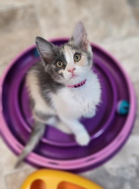 Kitten 27749 (Confetti)
