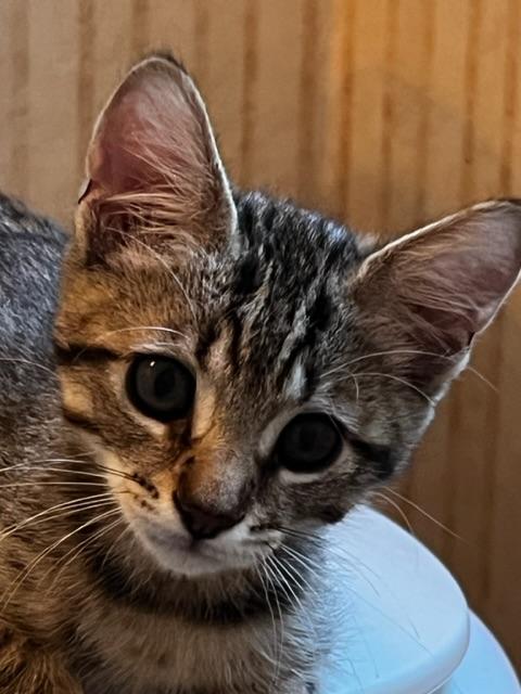 Arlo Arlo