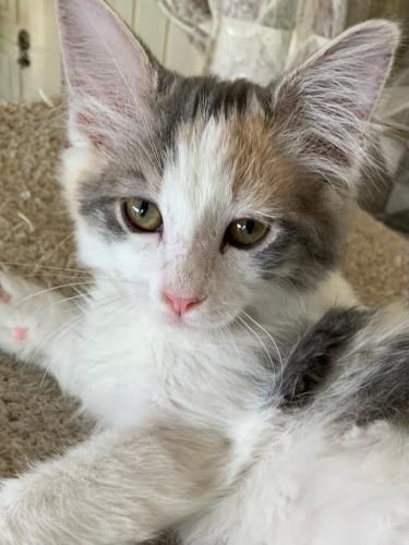 Amelia Amelia
