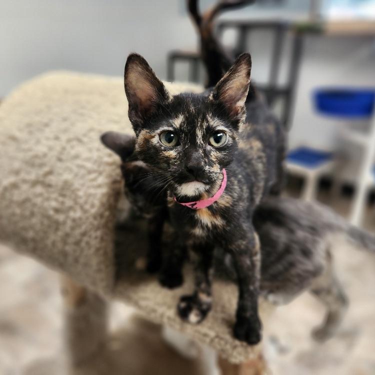 Kitten 27150 (Rita)