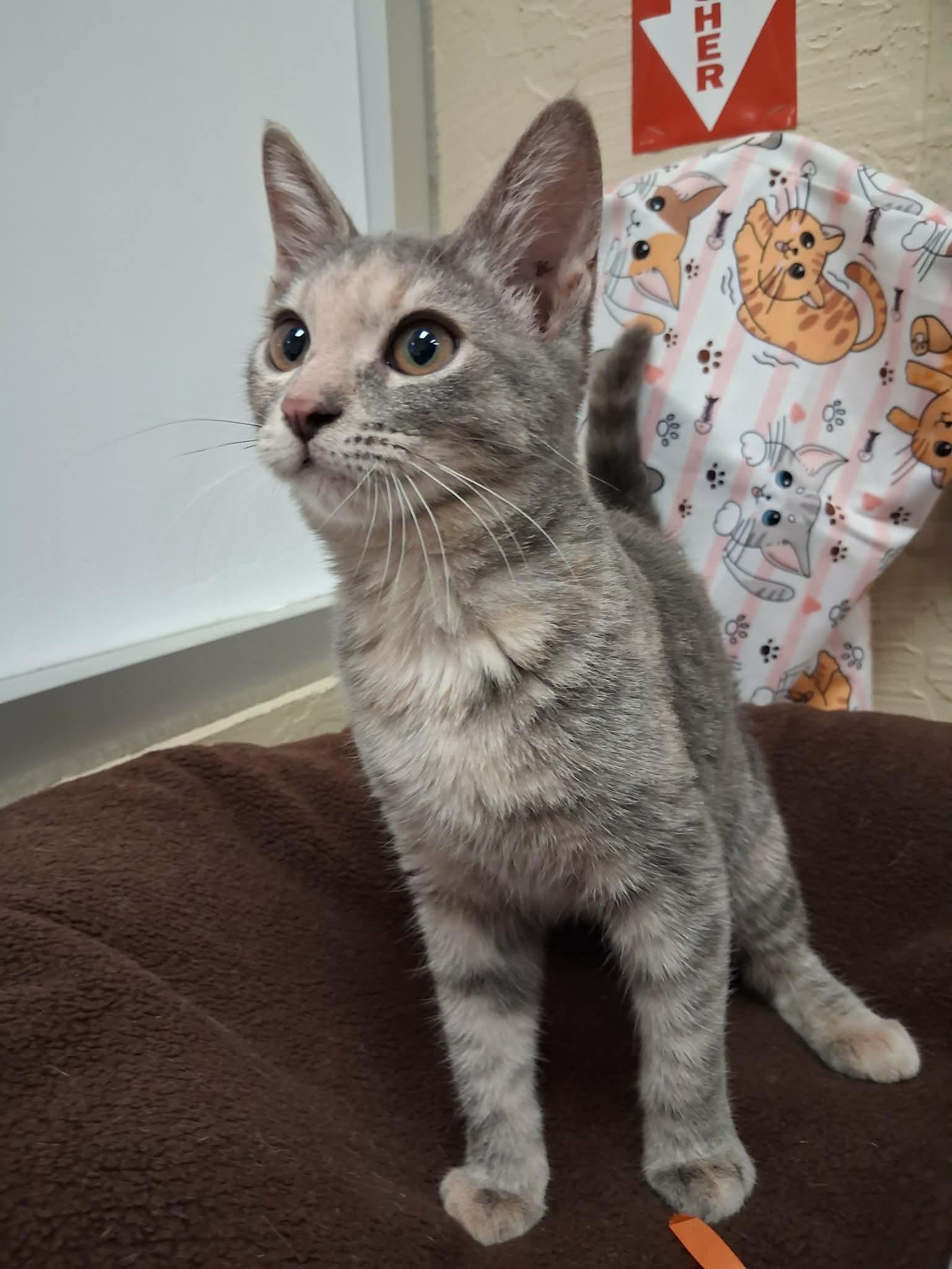 Click for full size picture - Hazel