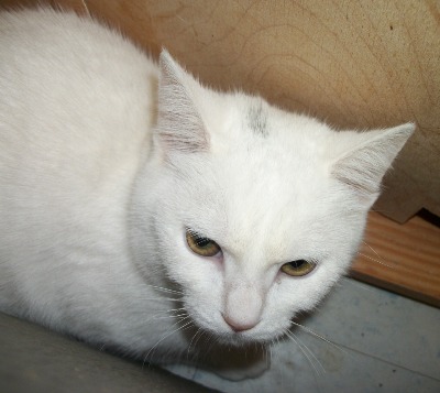 Kitten 4251 Kitten 4251