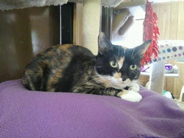 Cat 15151 (Carli)