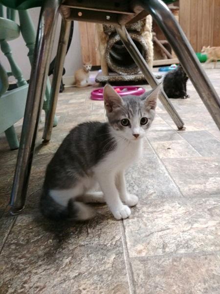 Kitten 17151 Kitten 17151