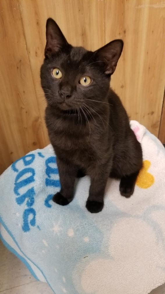 Kitten 17551 Kitten 17551