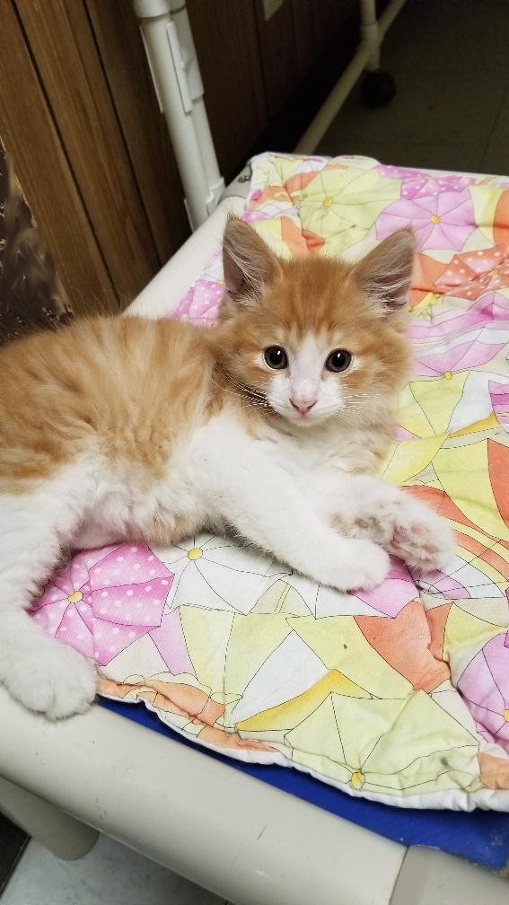 Kitten 18651 Kitten 18651