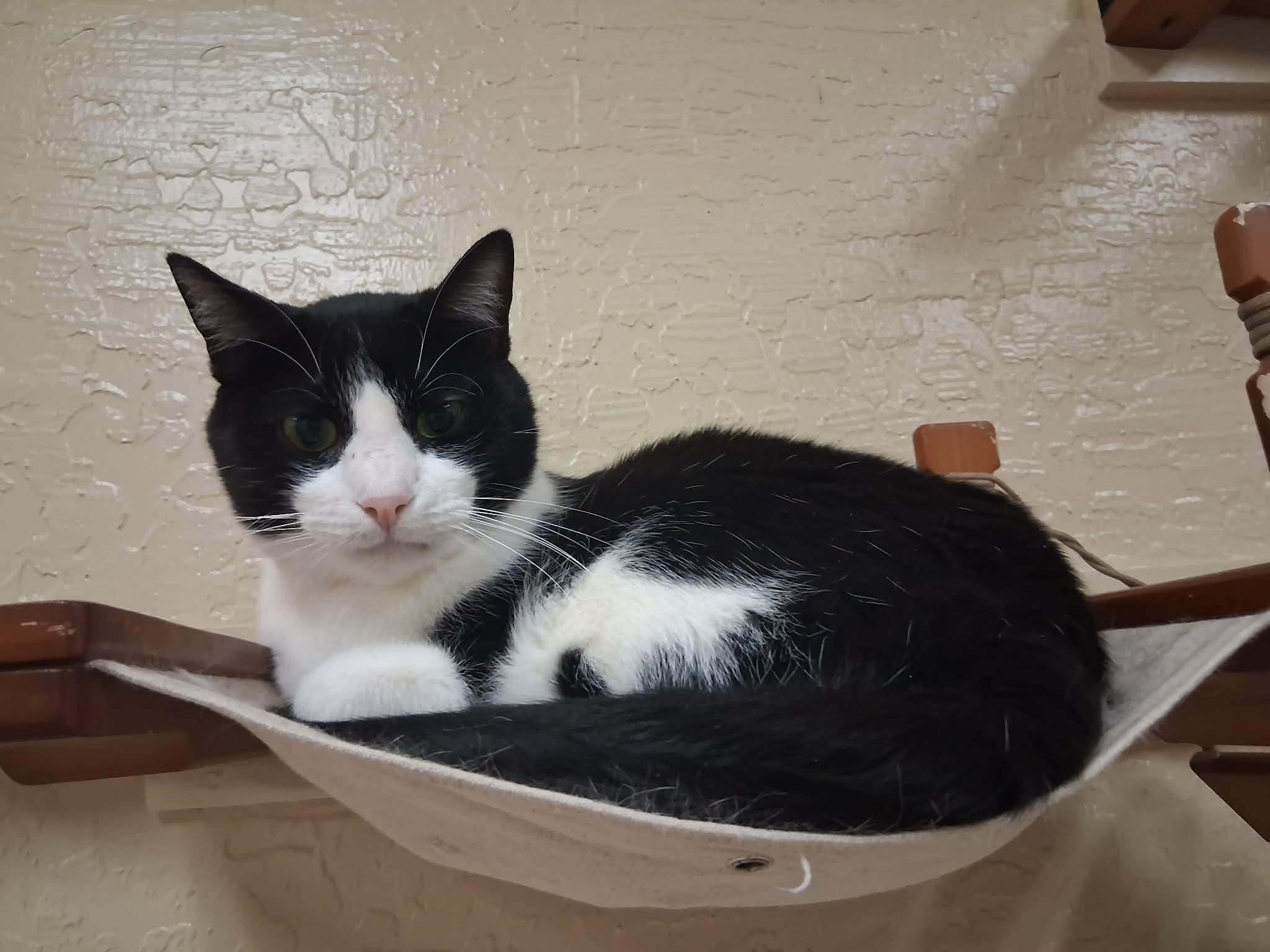 Click for full size picture - Bandit