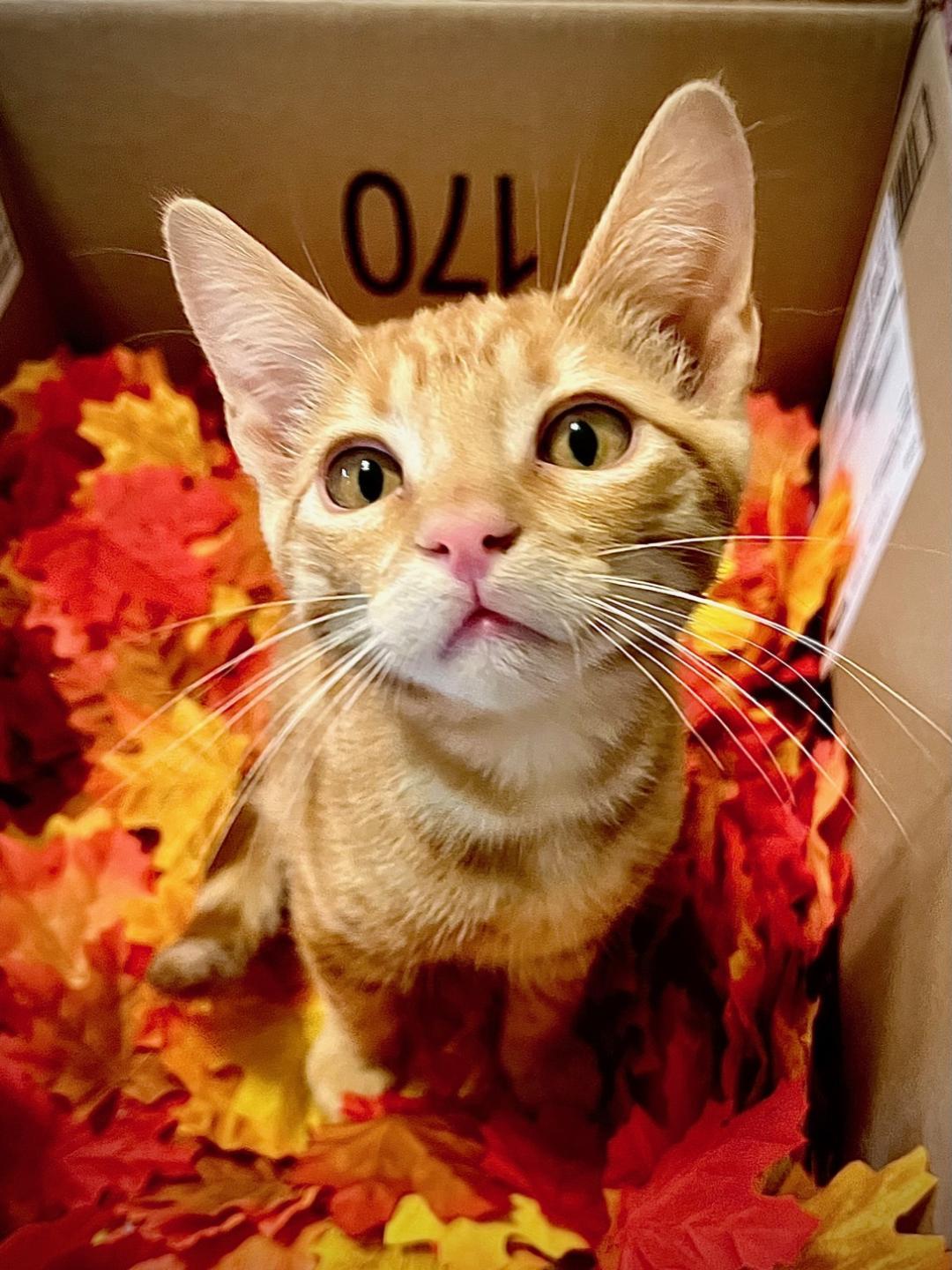 Cheddar Cheddar