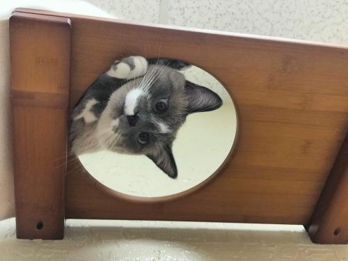 Click for full size picture - King