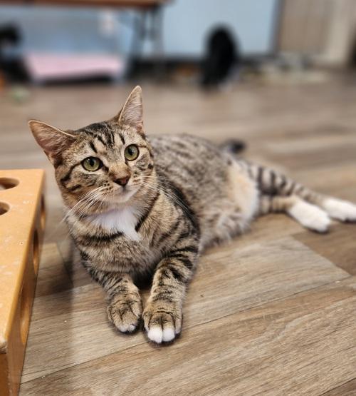 Cat 26351 (Dorthy)