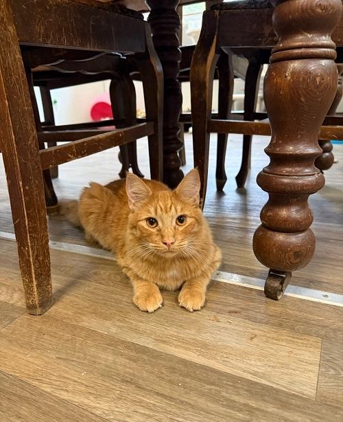 Kitten 27051 (Marvin)
