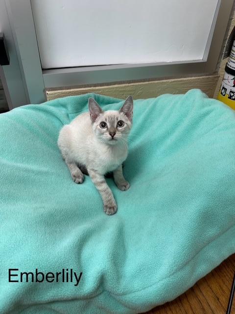 Emberlily